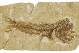 Oligocene Fossil Lanternfish (Eomyctophum) - Poland #374296-1